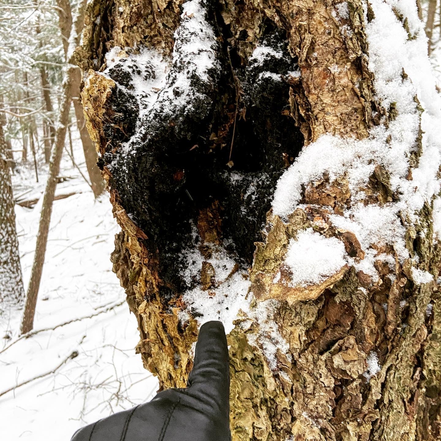 March 2024 Charlie's Chaga Hunt