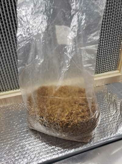 Sterilized Grain Spawn (4lb)
